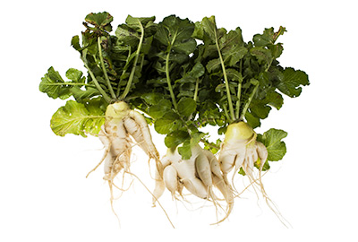 Poorly formed radish roots