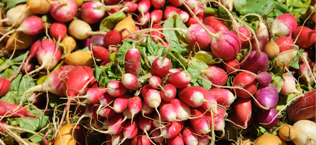 Variety of radishes