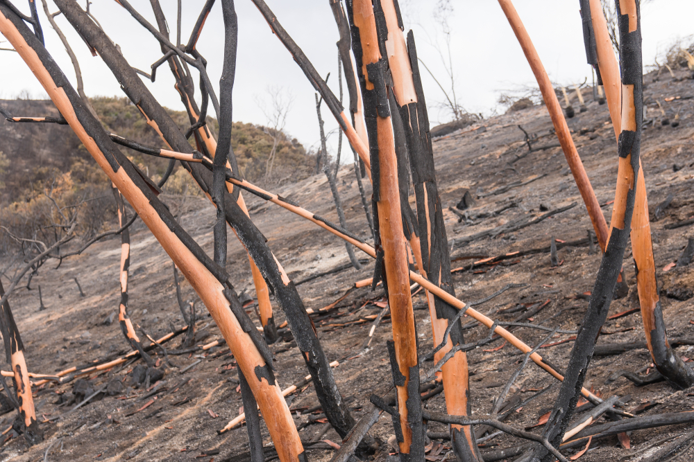 Fire Armageddon is an Annual Event in California