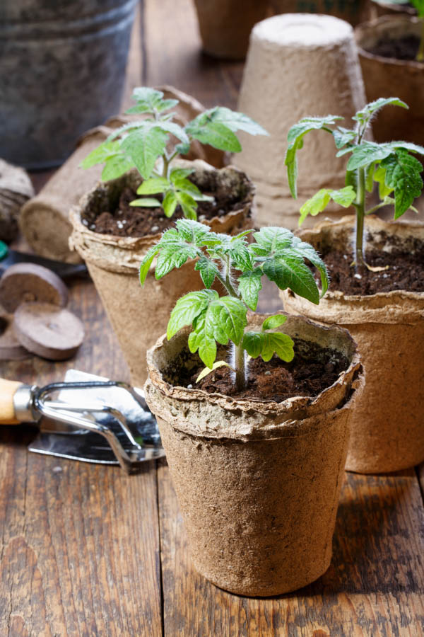 Growing Tomatoes? 8 Tasks for April