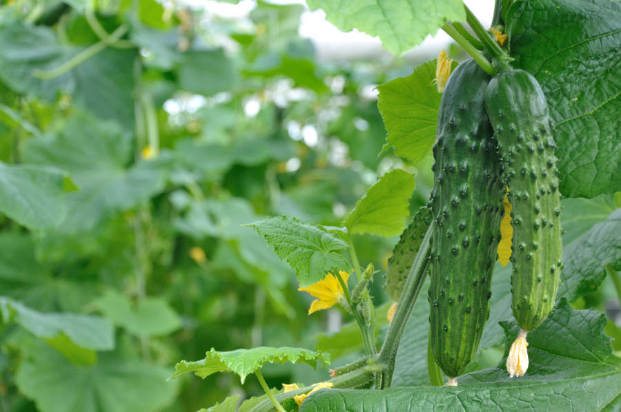 Getting to Know Cucumbers Part 2 of 3: Cucumber Characteristics