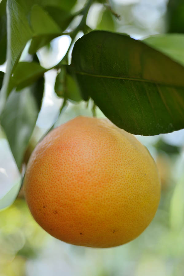 Grapefruit Trees: Making Good Choices For the Home Garden