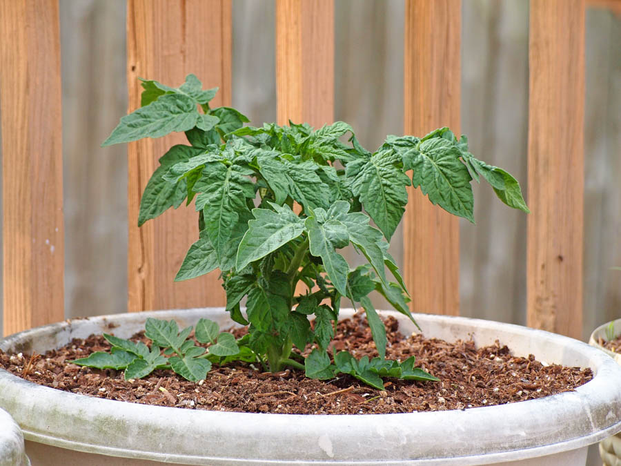 Container Tomatoes: Variety Recommendations and Growing Needs