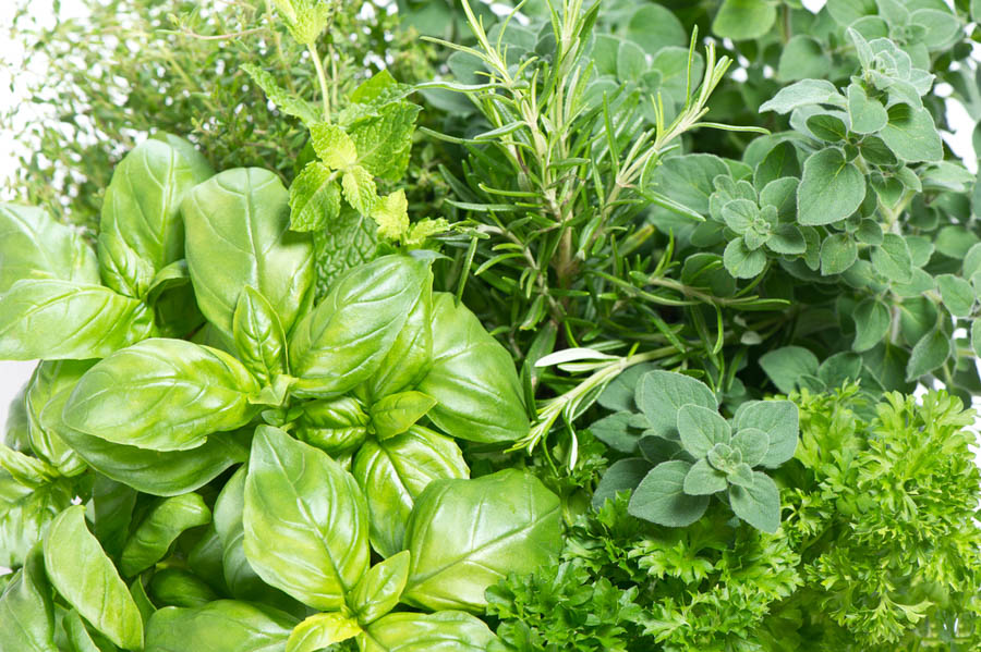 Basil has cultural needs often different from other herbs.