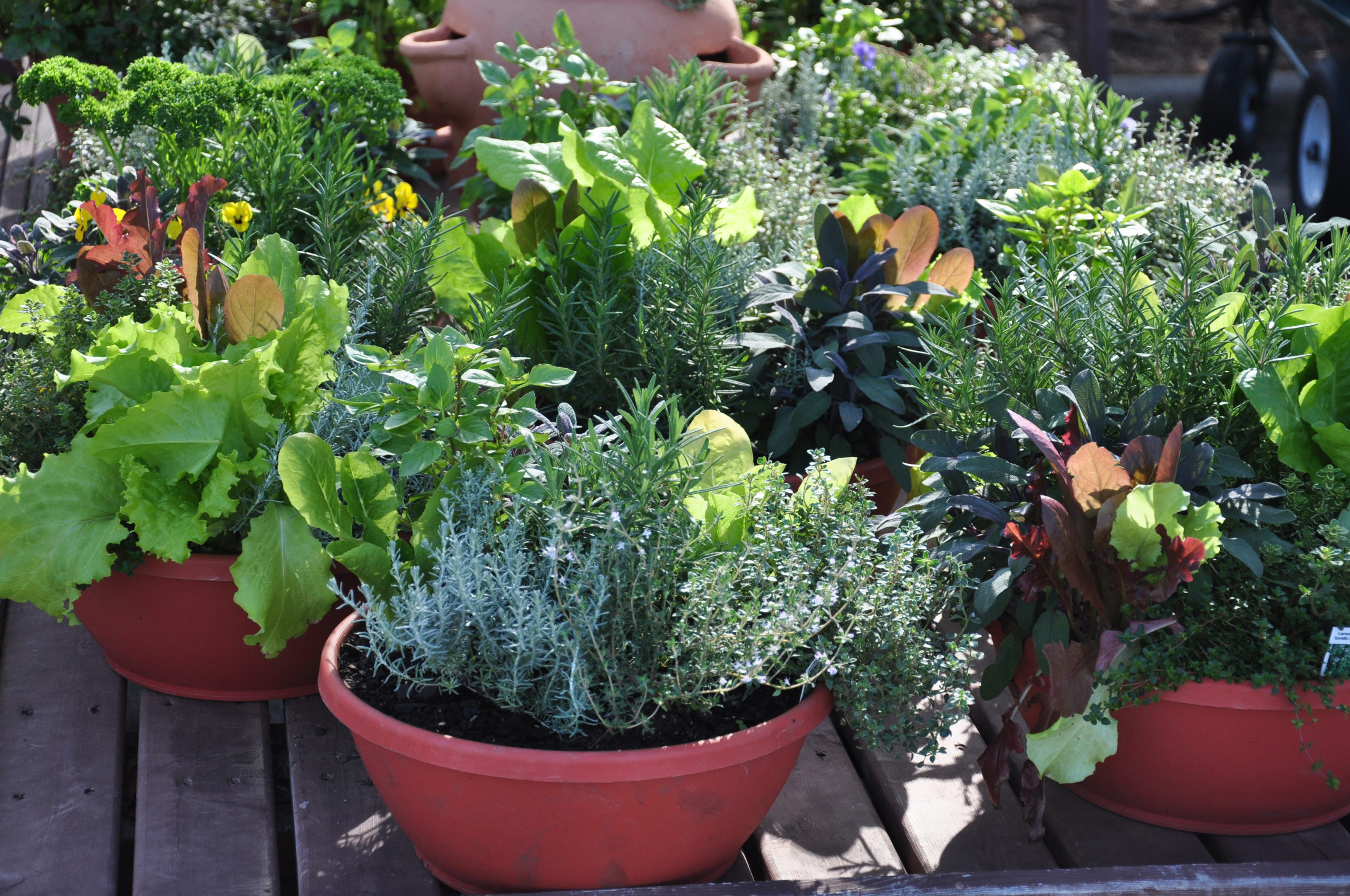 How to Grow a Container Vegetable Garden