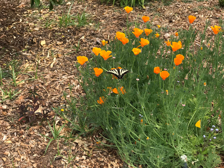 Soil and Microclimate Tips for California Poppy (Eschscholzia californica)