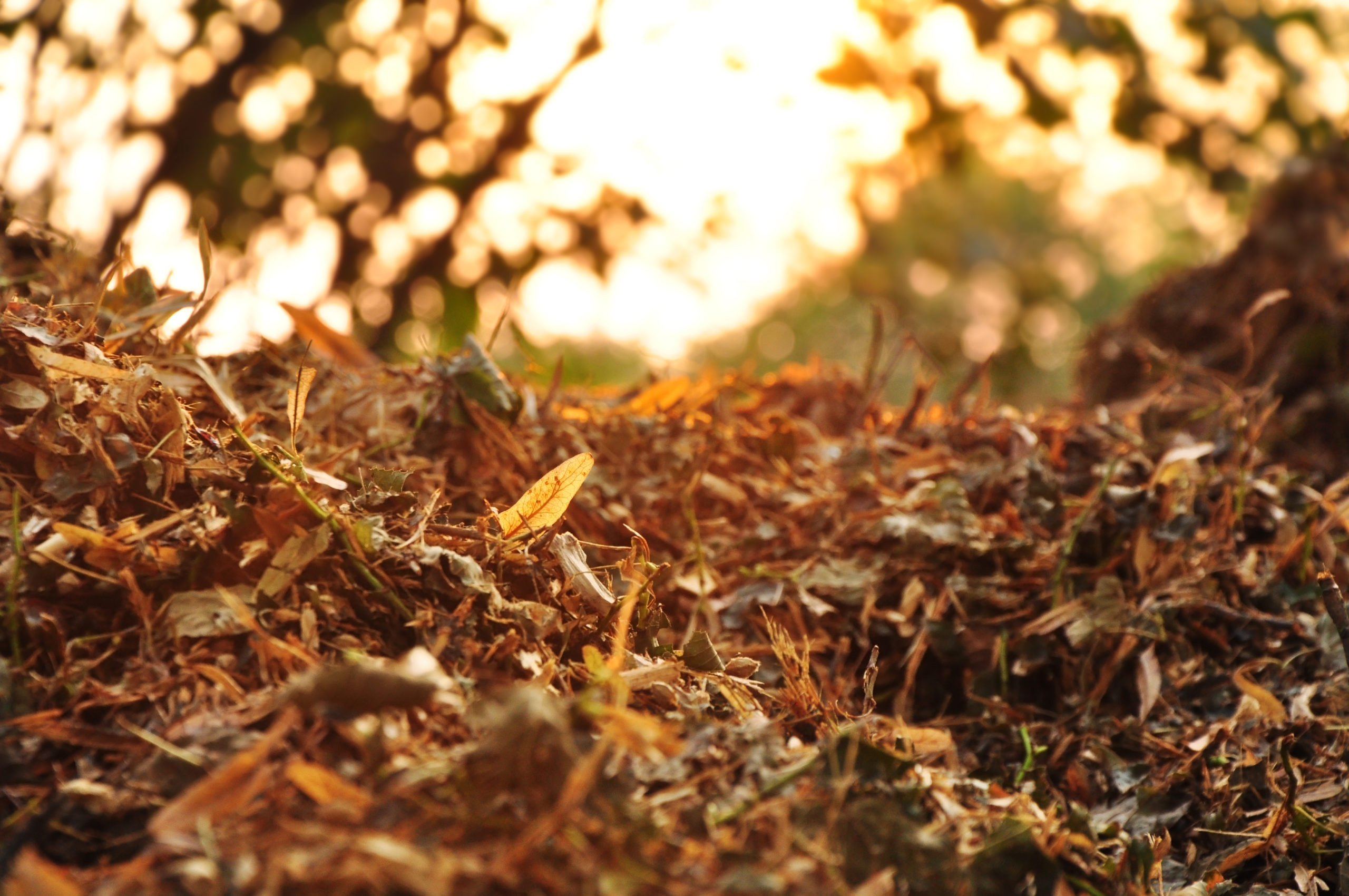 Planning for New Vegetable Gardens: Decompact Soil Slowly