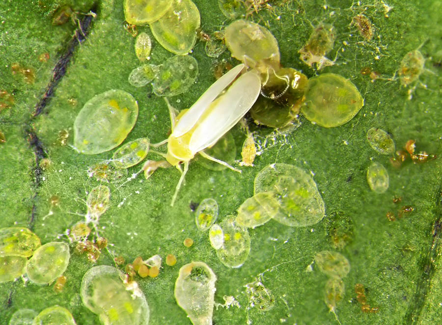 Whiteflies in the California Home Garden, Part 1 of 3: Introduction