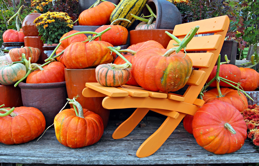 How Well Do You Know Pumpkins? Take Our Quiz!