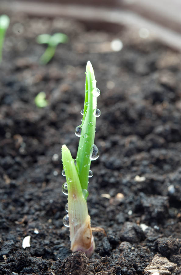 Soil and Microclimate Tips for Softneck Garden Garlic