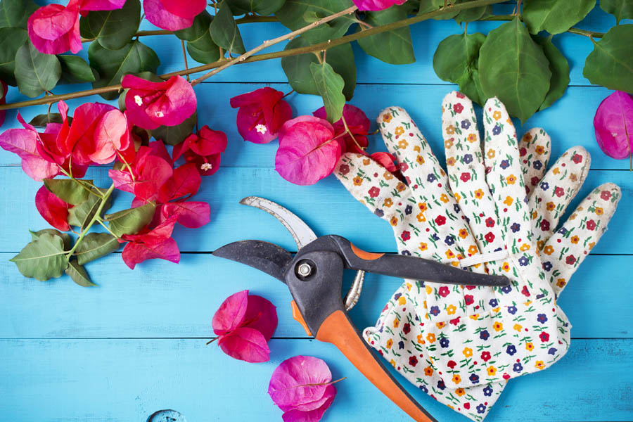 Pruning Bougainvillea: Getting This Flowering Machine to Bloom