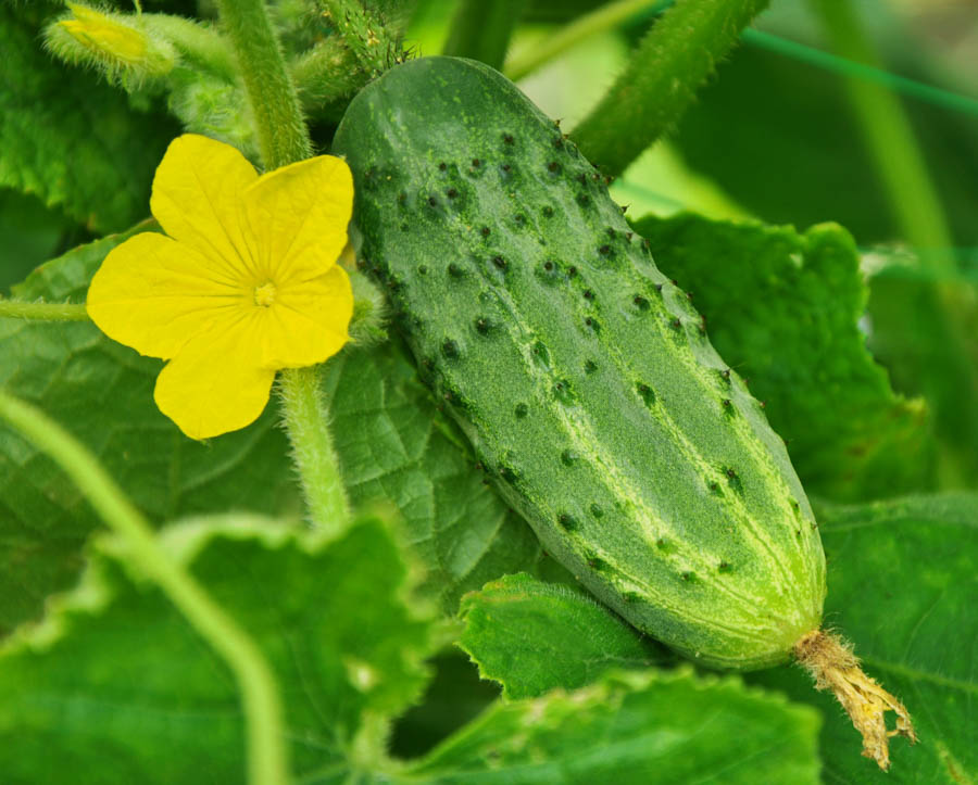 Getting to Know Cucumbers Part 3 of 3 A Guide to Cucumber Types
