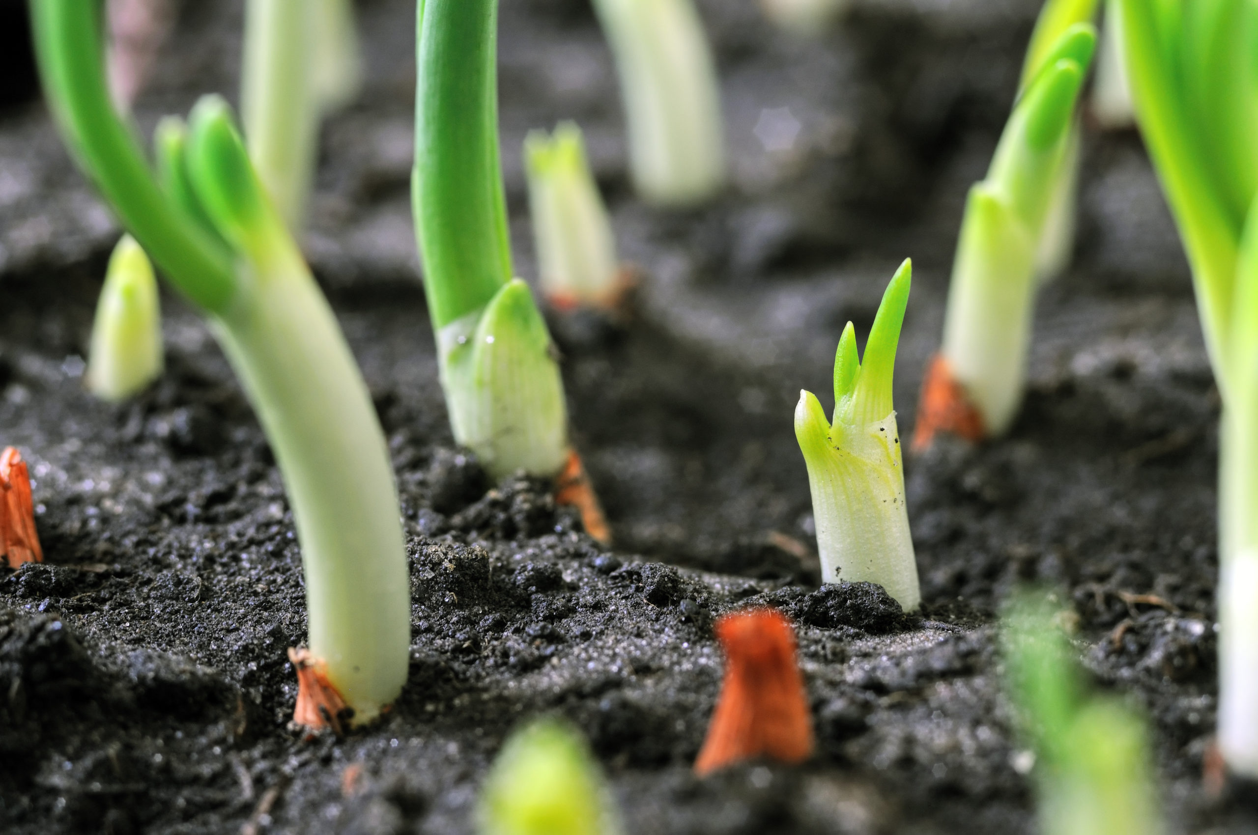 Three Ways to Start Onions: Seed, Transplants and Sets