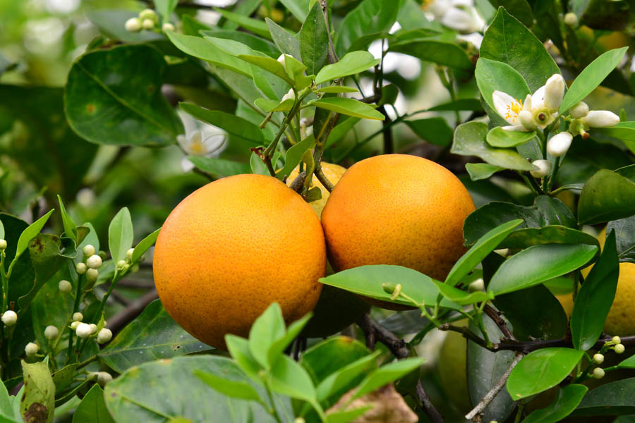 Citrus Trees: 7 Common Problems