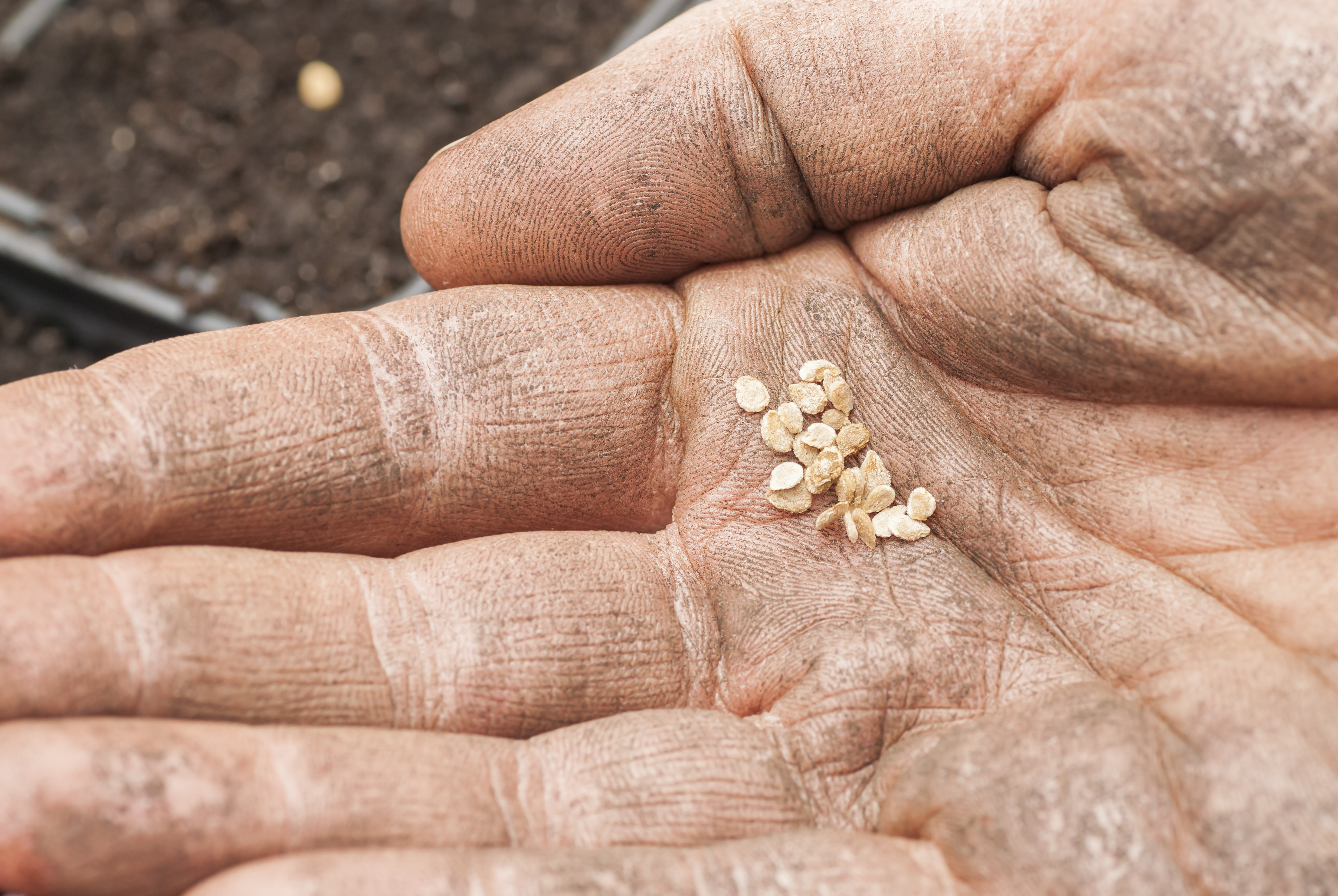 The GardenZeus Guide to Starting Tomato Seeds