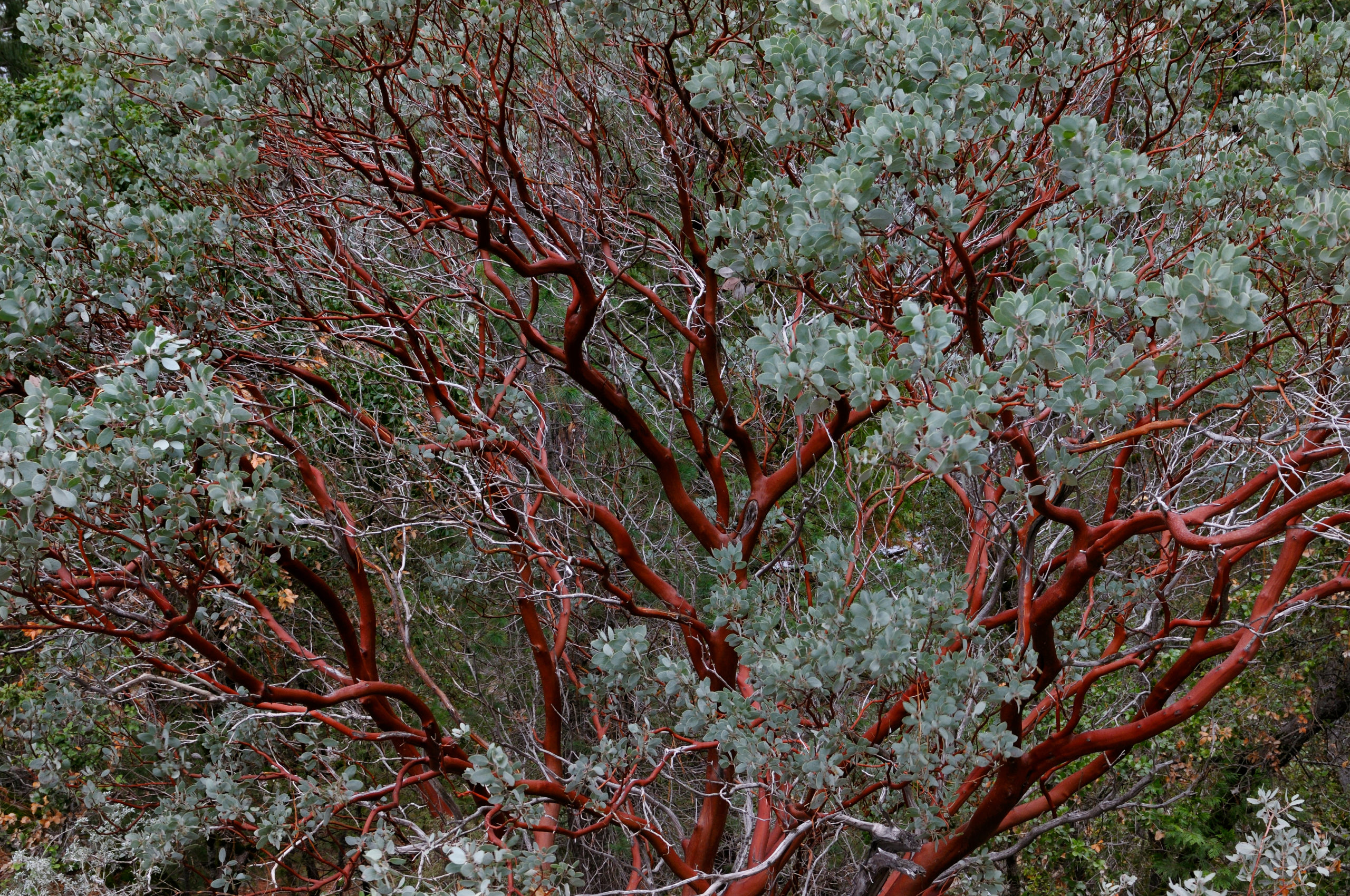 Using California Native Plants: 6 Reasons Why