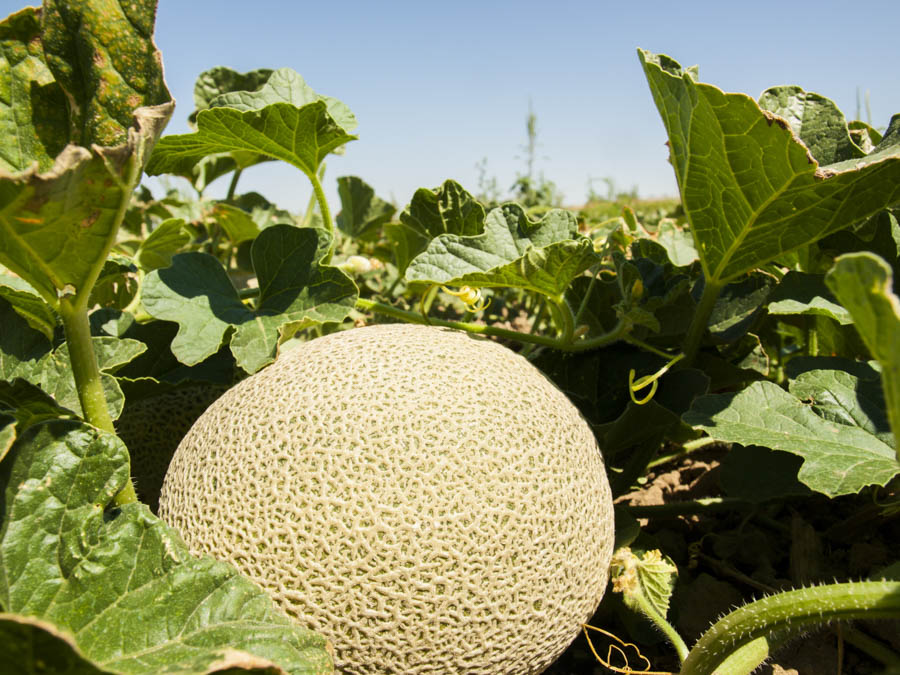 Cantaloupes: An Overview of Cultural Requirements