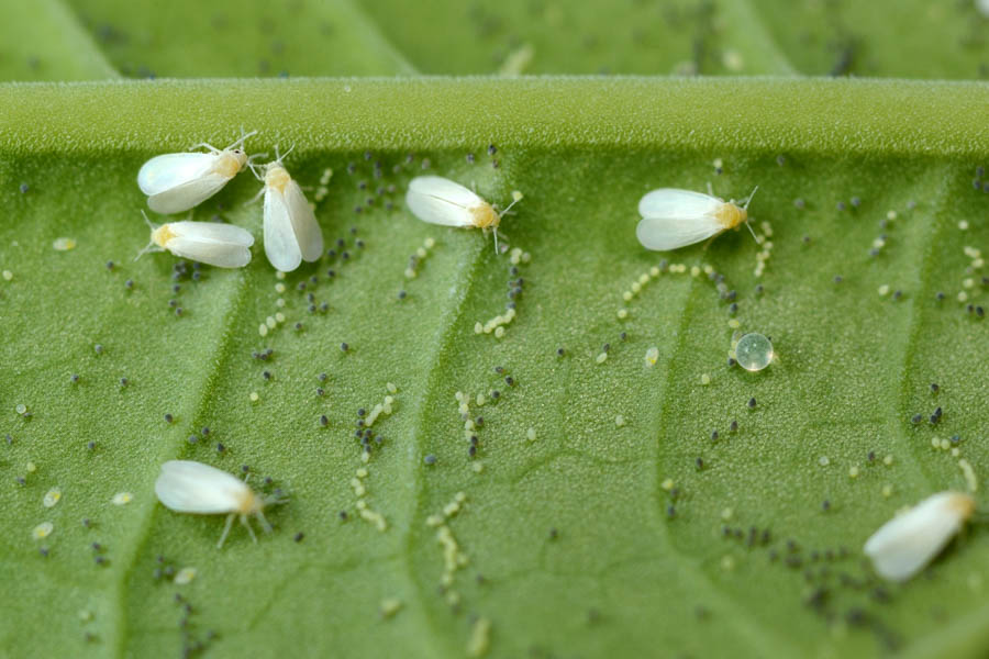 Whiteflies in the California Home Garden, Part 2 of 3: Prevention and Monitoring
