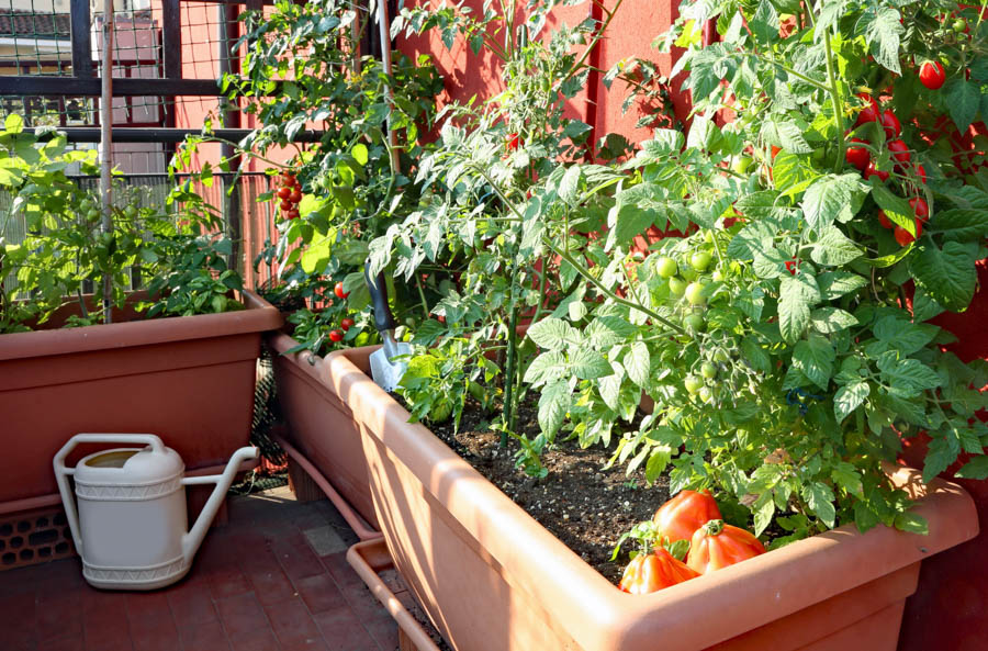 5 Common Mistakes Gardeners Make When Growing Tomatoes