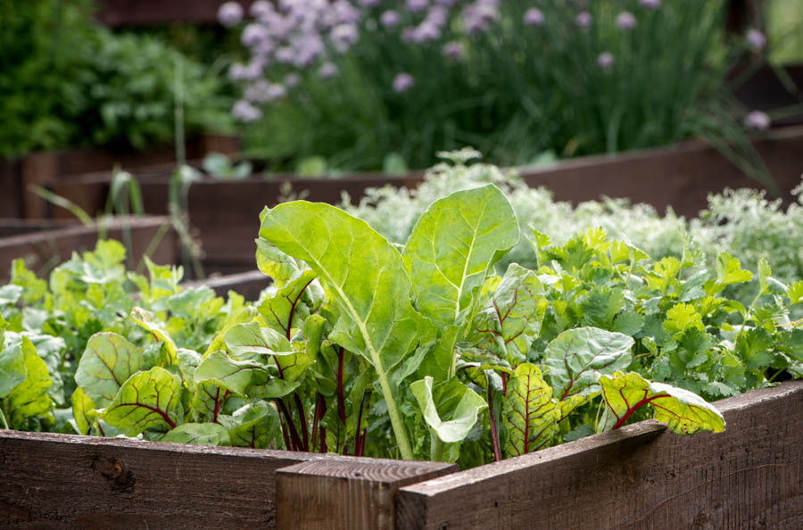 Organic Gardening: Vegetables