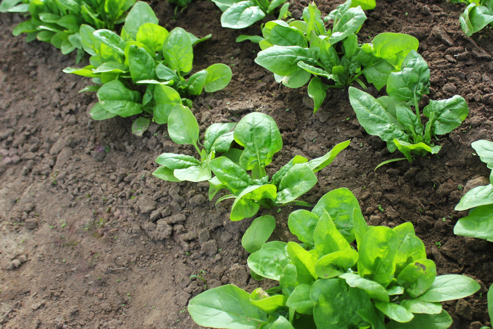 GardenZeus Serious Gardening: Are You Eating Toxic Lead with Your Spinach and Leafy Greens?