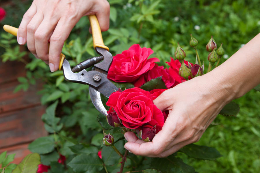 Pruning Roses Between Blooms