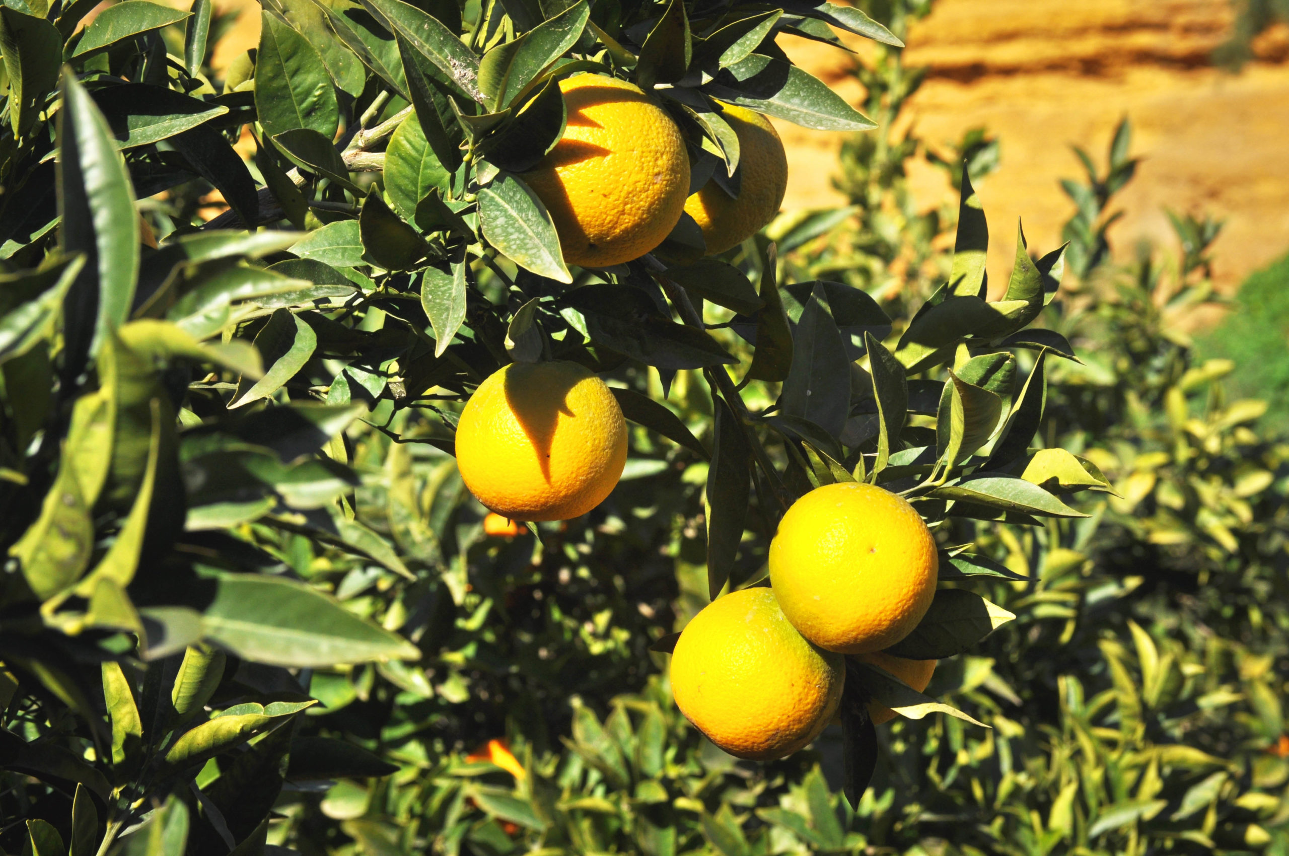 harvesting citrus