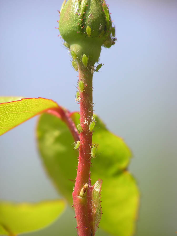 Aphids: Minimize Populations Using Organic Controls