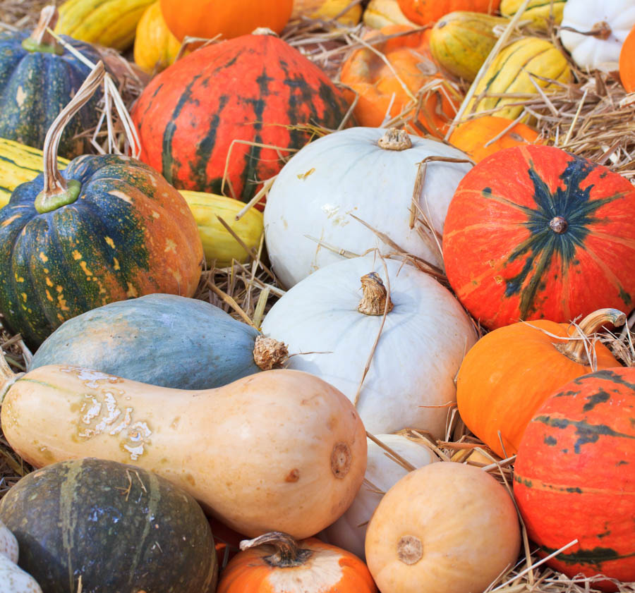 Harvesting and Curing Varieties of Winter Squash
