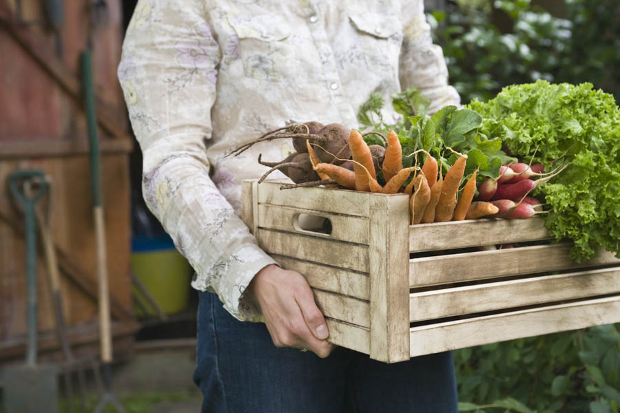 Planning for New Vegetable Gardens: Timing