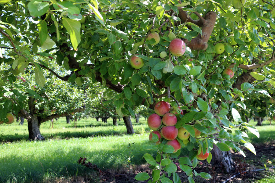 Join Darren for a Discussion of Fruit Trees on this Gardenerd Podcast