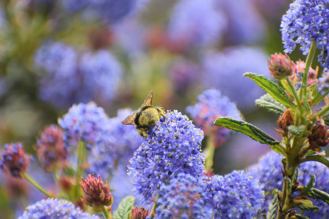 Down and Dirty Southern California Gardening