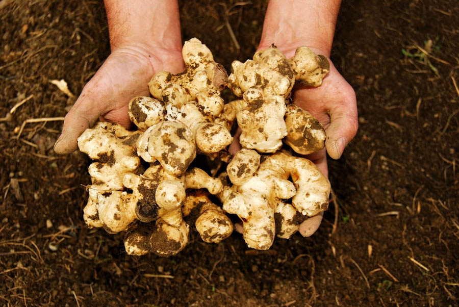Getting Started With Jerusalem Artichokes