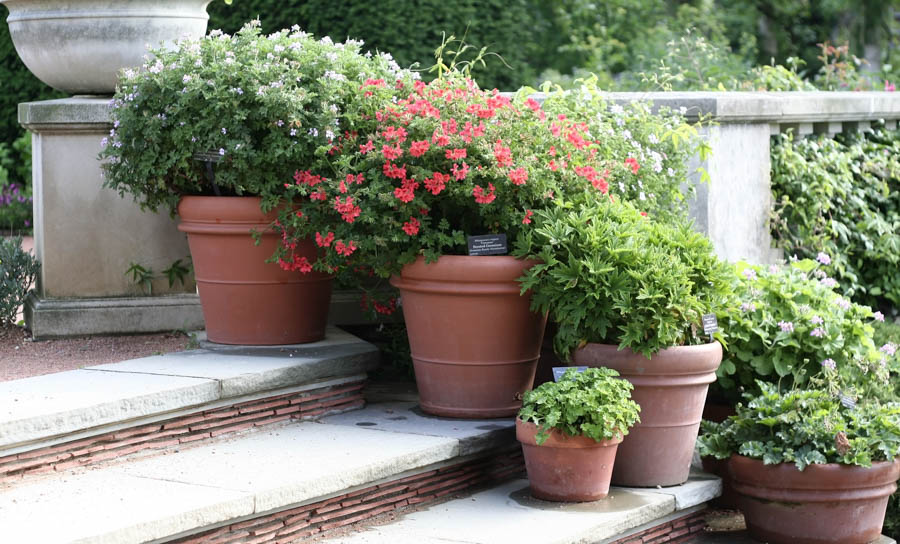 Container Gardening