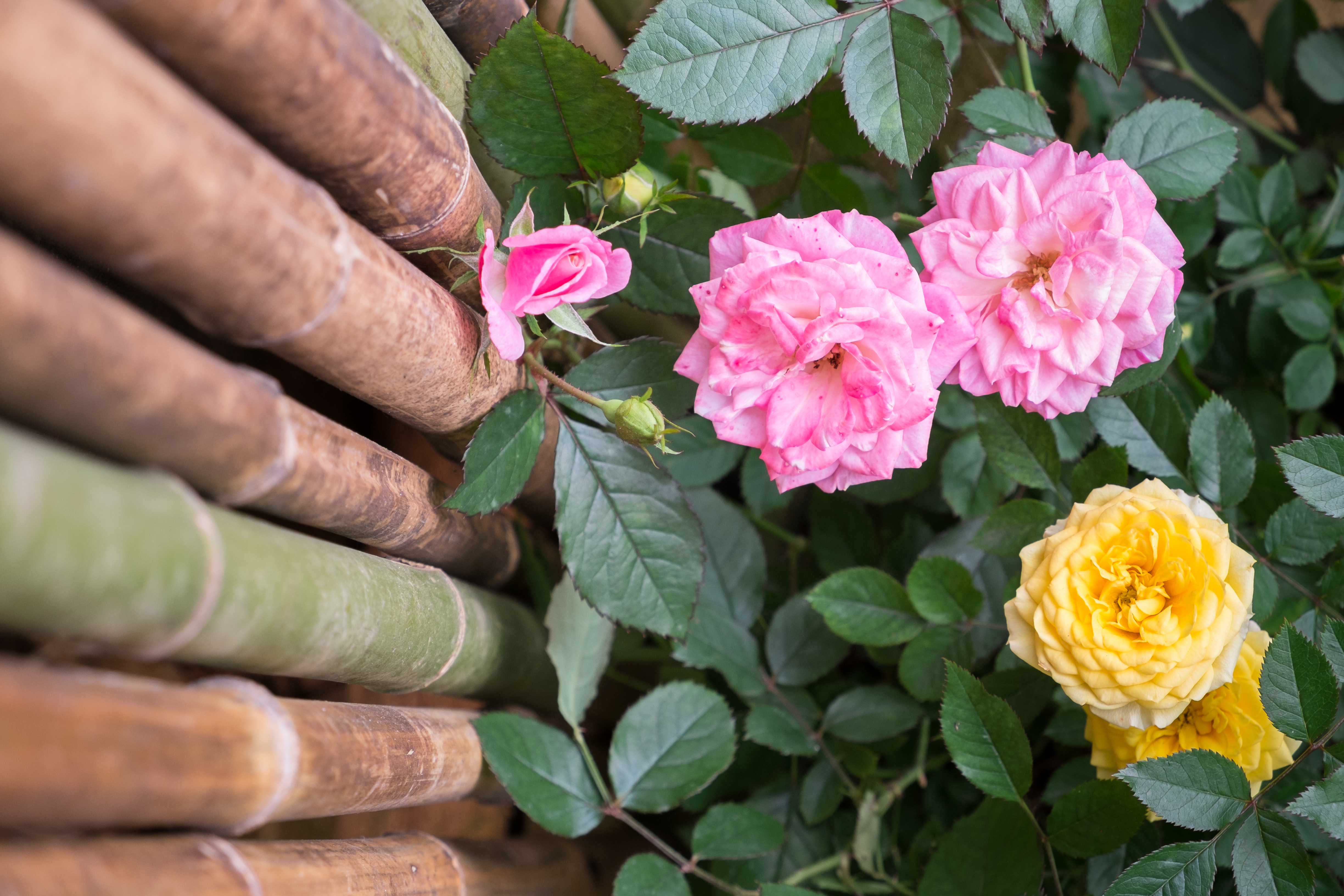 GardenZeus Recommendations for Groundcover Rose Varieties in California Zone 15