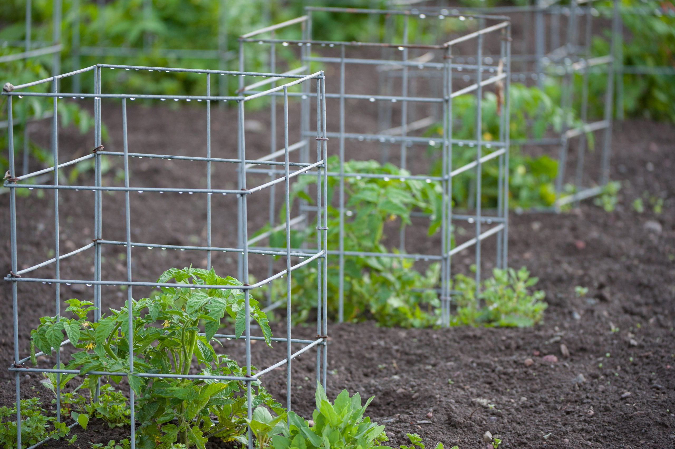 The GardenZeus Guide to Staking, Supporting, and Trellising Tomato Plants
