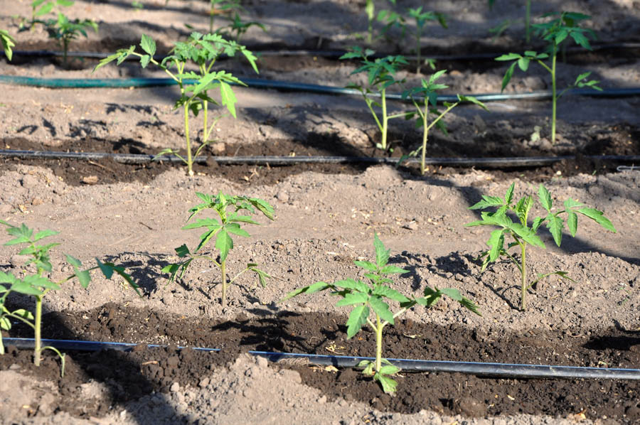 Watering Tomatoes for Maximum Yield