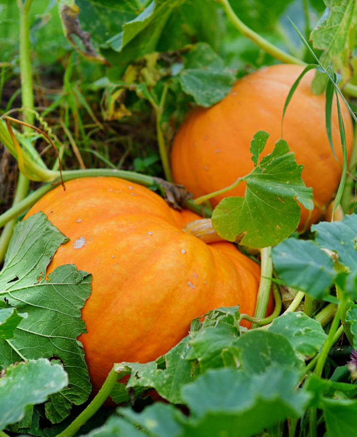 Grow Cucurbits in a Mature Compost Pile