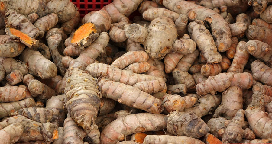 Turmeric: Container Gardening and Harvesting