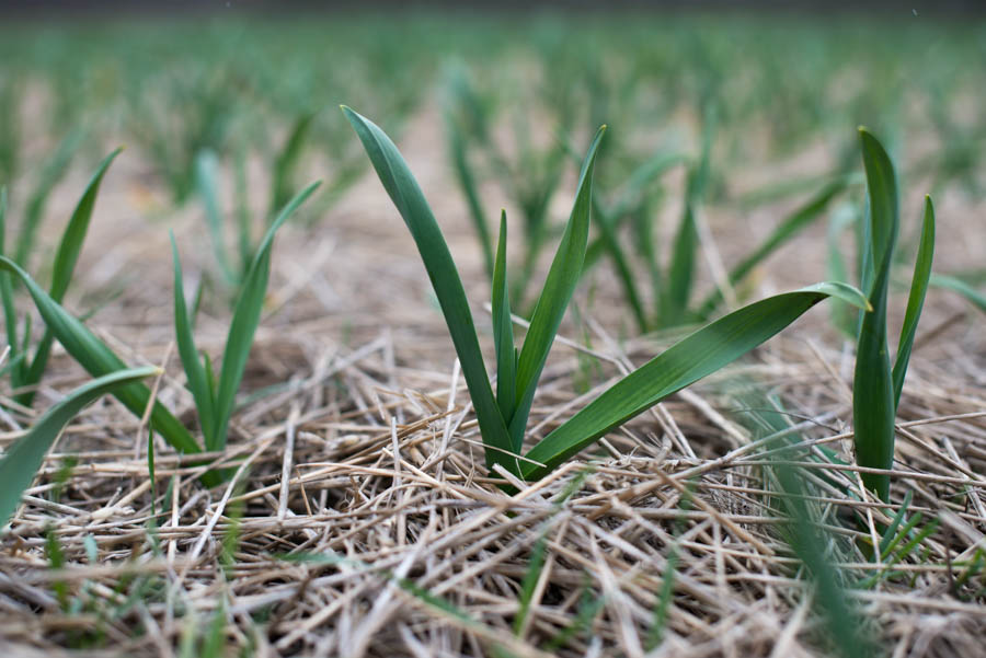 Garlic Care and Maintenance in the California Home Garden