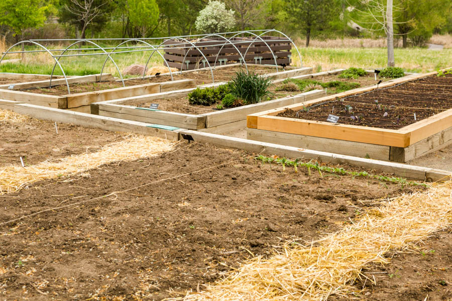 Down and Dirty: Tips For Managing Fallow Garden Beds and Containers