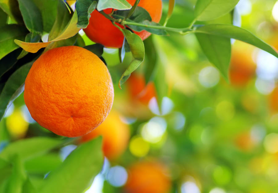 Made with Sunshine: Growing Citrus in California