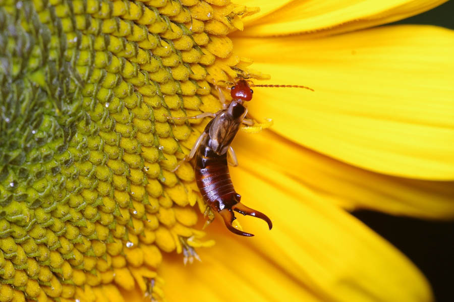 Down and Dirty 11: Nontoxic Habitat Traps for Earwigs