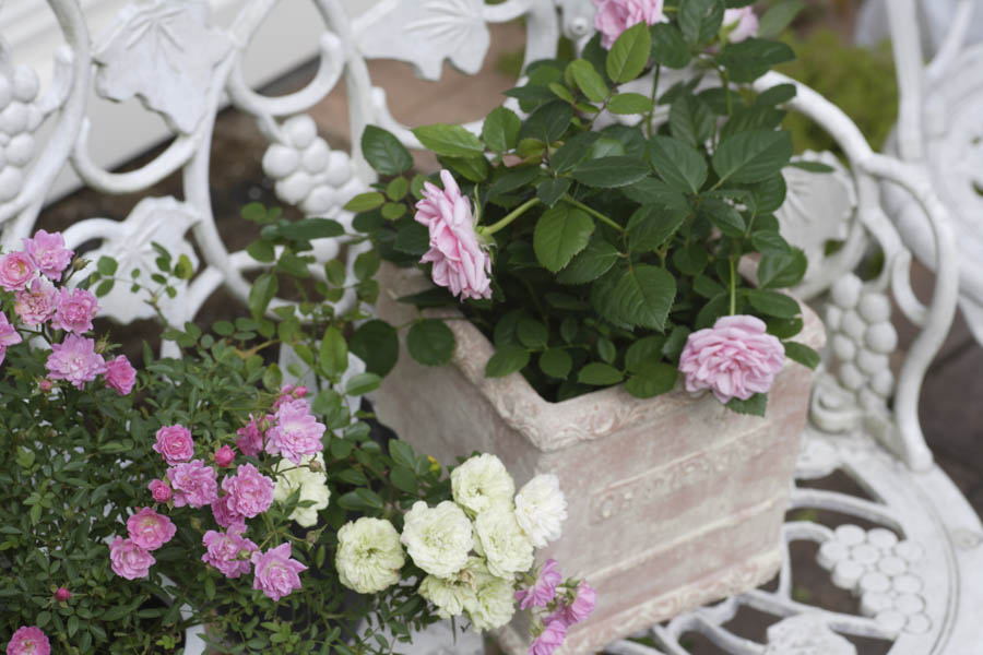 How to Grow Roses in Containers