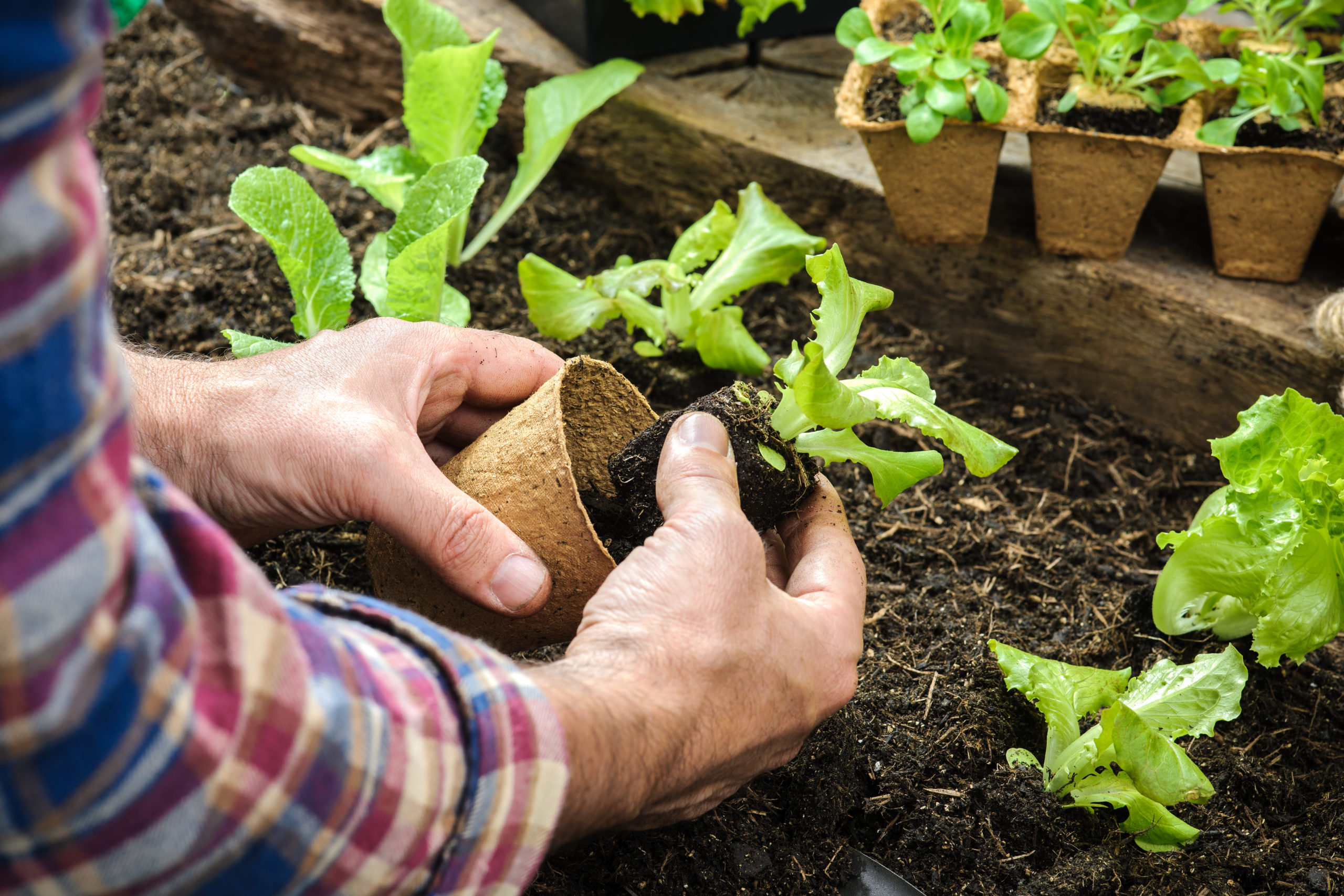 Fall and Winter California Gardening Part 1: Introduction