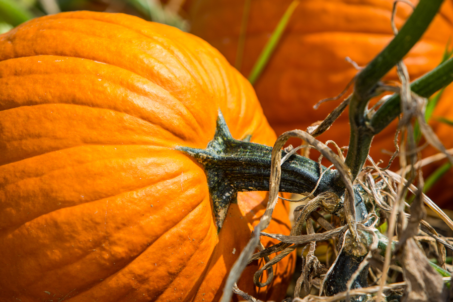 Timing for Growing Halloween Pumpkins in Hot-Summer California Areas
