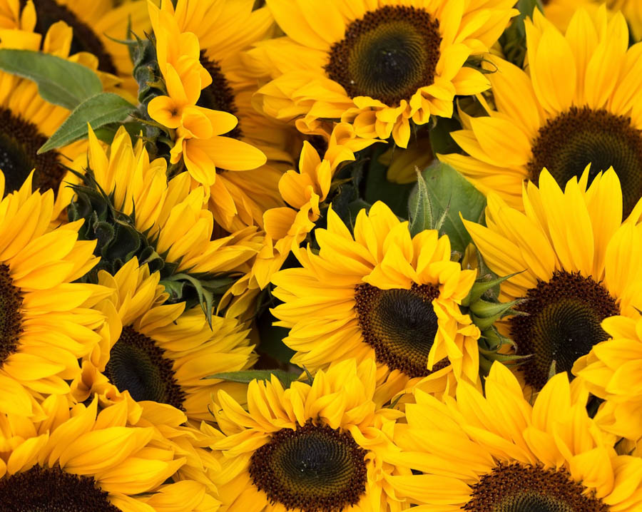 Sunflower Varieties: Growing for Seeds and Cut Flowers