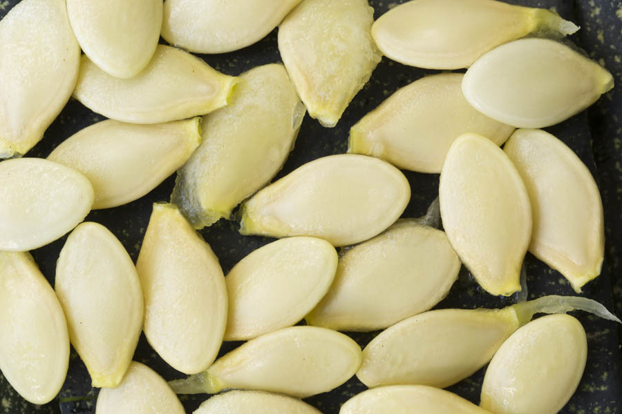 How to Save Seeds from Summer Squash, Including Zucchini