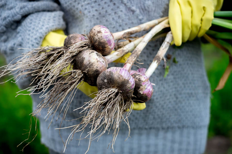 Grow a Sustainable Patch of Garlic