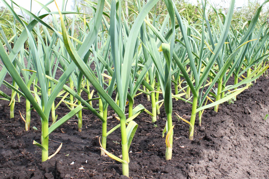 GardenZeus Quick Tips: How to Water Garlic